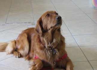 ¿Tú le darías explicaciones a un perro?