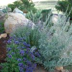 Cocinan recetario de Plantas Nativas de BC