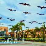 Inaugura VESTA exposición binacional “Aves Sin Paraíso” en San Diego