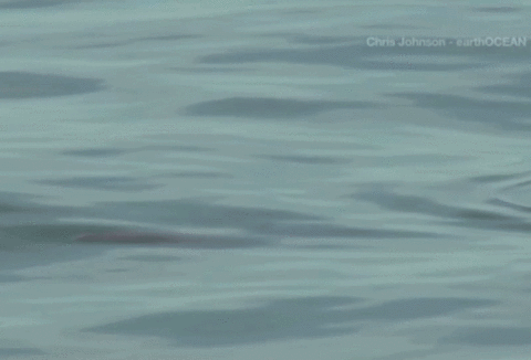 Oc Vaquita GIF - Find & Share on GIPHY