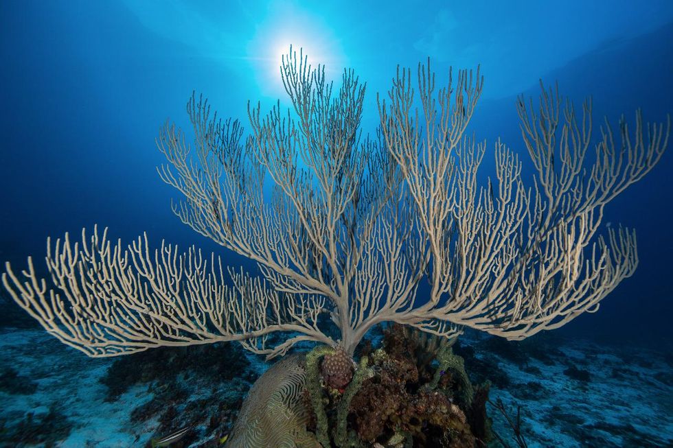 Ramificación de coral en algas.