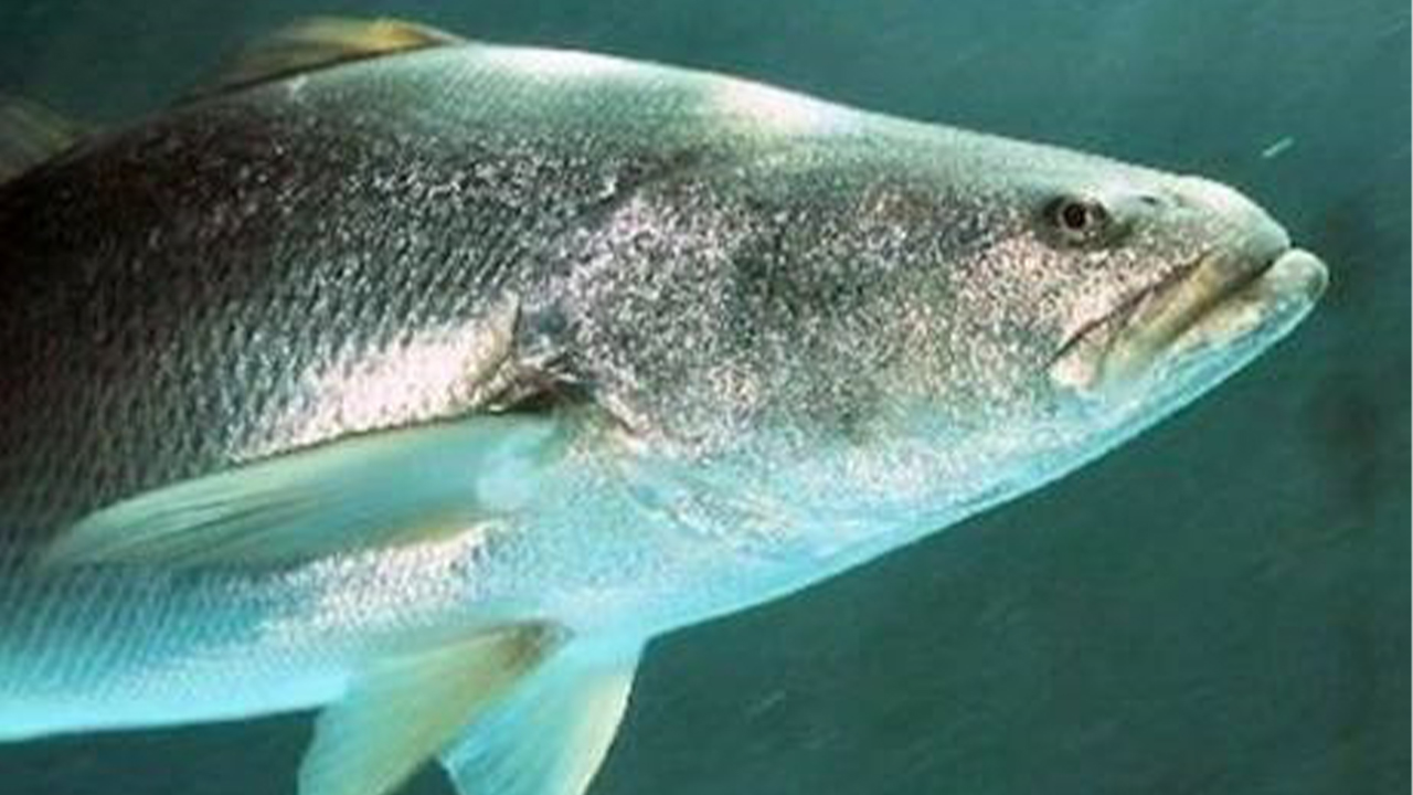 CITES hará nueva visita de observación a México por vaquita marina - cites-plan-mexico-pez-totoaba-trafico-ilegal_