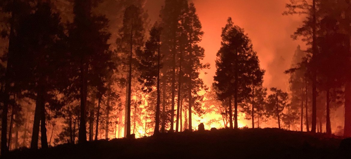 Los bomberos de California y otras partes de la costa oeste de Estados Unidos luchan por contener los incendios forestales. (Archivo)