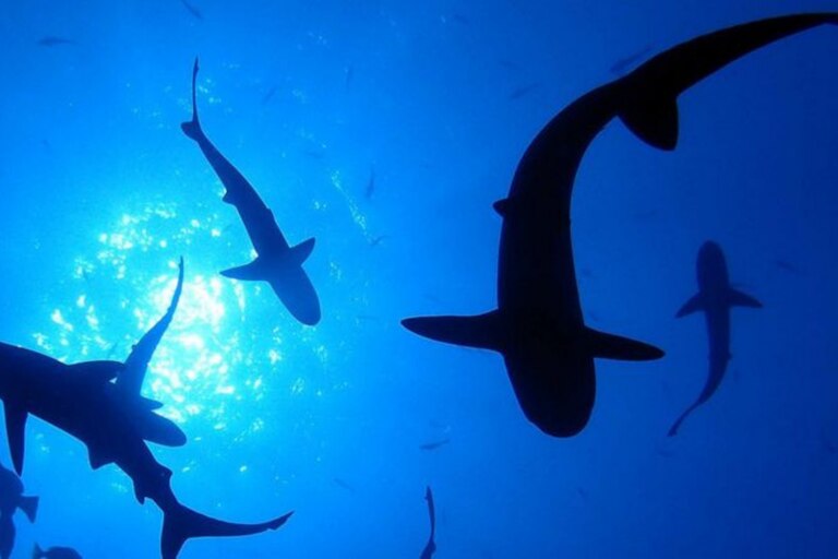 En 2016 las aguas que rodeaban a la Isla de Clipperton estaban repletas de tiburones, pero eran casi todos pequeños, de menos de un metro, lo cual, explicó Ballesteros, indica que había presión pesquera en la zona